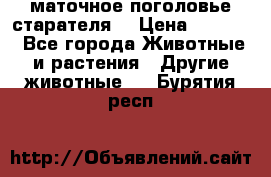 маточное поголовье старателя  › Цена ­ 2 300 - Все города Животные и растения » Другие животные   . Бурятия респ.